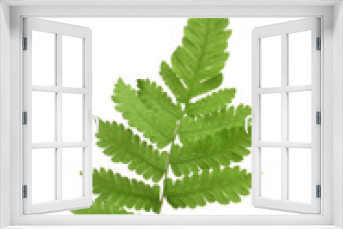 Fototapeta Naklejka Na Ścianę Okno 3D - Fern Leaf