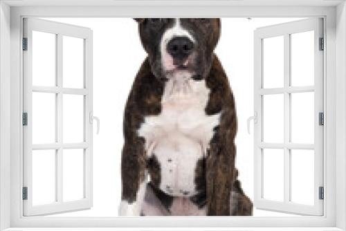 Fototapeta Naklejka Na Ścianę Okno 3D - Young brindle with white American Staffordshire Terrier dog, sitting up facing front, looking at camera with dark eyes and floppy ears. Isolated cutout on transparent background.