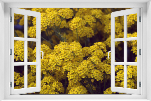 Fototapeta Naklejka Na Ścianę Okno 3D - yellow flowers background