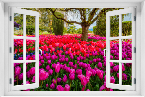 Fototapeta Naklejka Na Ścianę Okno 3D - Beautiful tulips in the spring. Variety of spring flowers blooming in beautiful garden. Landscape design - the flower beds of tulips. Skagit, Washington State, USA.