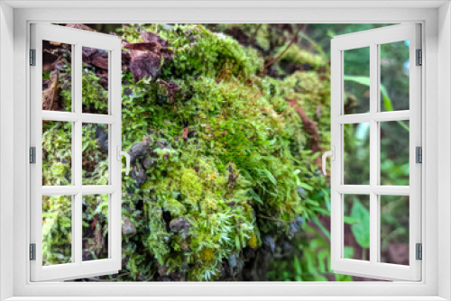 Fototapeta Naklejka Na Ścianę Okno 3D - moss on tree
