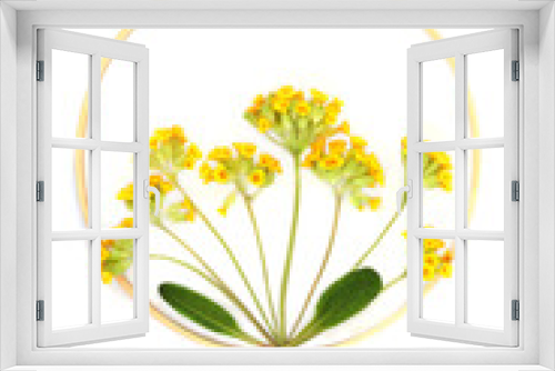 Fototapeta Naklejka Na Ścianę Okno 3D - Cowslip wildflowers endangered species nature design with round wooden wreath frame. Abstract beautiful Spring flower arrangement logo on white background. Design element.