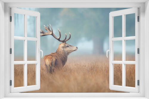 Fototapeta Naklejka Na Ścianę Okno 3D - Red deer stag in the morning mist