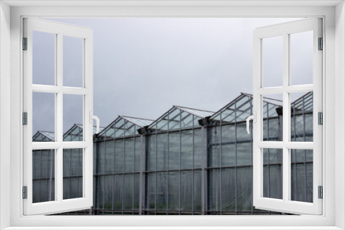 Fototapeta Naklejka Na Ścianę Okno 3D - Dutch glass houses for growing plants, flowers and food on a grey day