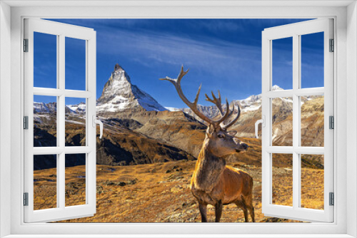 Fototapeta Naklejka Na Ścianę Okno 3D - Red deer in front of the Matterhorn
