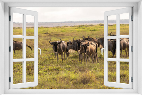 Fototapeta Naklejka Na Ścianę Okno 3D - Herd of ox-headed antelopes in Africa