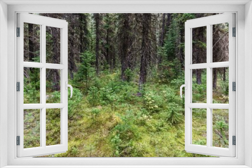 Fototapeta Naklejka Na Ścianę Okno 3D - Surrounded by old trees, younger growth begins to spread in the open area of the forest on the Panaorma Ridge Route at Consolation Lakes in Lake Louis, AB, Canada