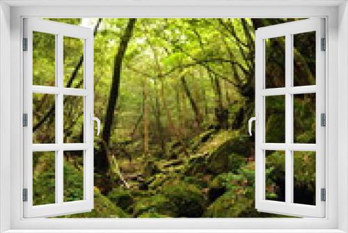 Fototapeta Naklejka Na Ścianę Okno 3D - 世界自然遺産 屋久島の森