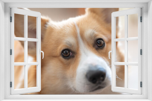 Fototapeta Naklejka Na Ścianę Okno 3D - welsh corgi pembroke dog portrait