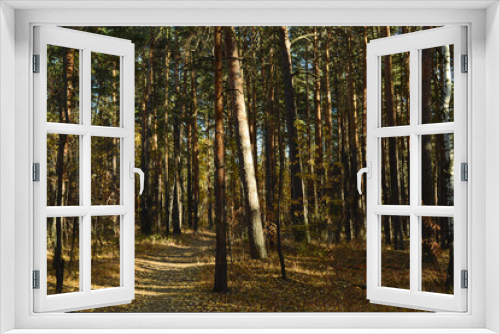 Fototapeta Naklejka Na Ścianę Okno 3D - Dense thickets with many trees in a dark autumn forest illuminated by the evening sun