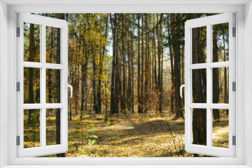 Fototapeta Naklejka Na Ścianę Okno 3D - Thicket of autumn forest on a sunny day