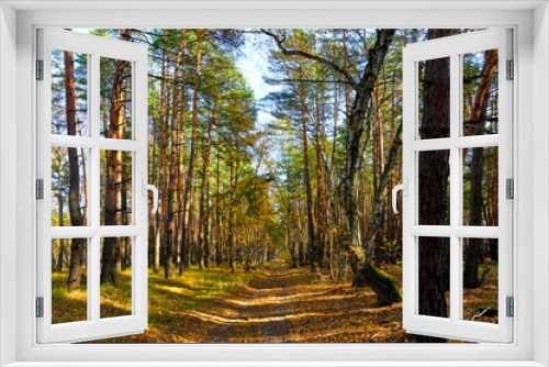 Fototapeta Naklejka Na Ścianę Okno 3D - Road in the autumn forest on a sunny day.