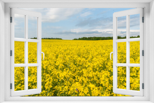 Fototapeta Naklejka Na Ścianę Okno 3D - Yellow Rapeseed Field. Landscape. Rural area nature. Blue Sky In Background