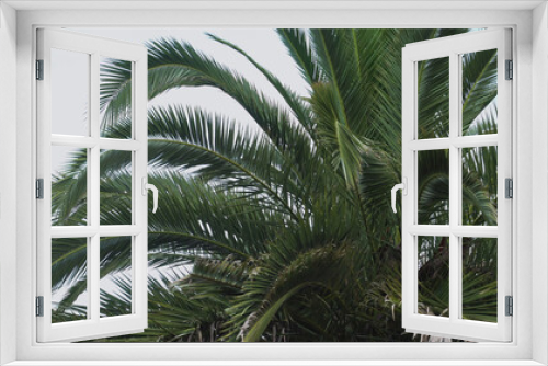 Fototapeta Naklejka Na Ścianę Okno 3D - Palm tree against a blue sky. Travel concept