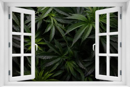 Fototapeta Naklejka Na Ścianę Okno 3D - Marijuana plants grown indoors. Sativa and indica types. personal cultivation. medicinal plant. natural drugs. Cultivation in a controlled light cabin.