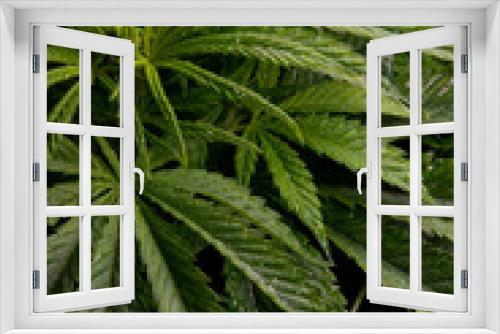 Fototapeta Naklejka Na Ścianę Okno 3D - Marijuana plants grown indoors. Sativa and indica types. personal cultivation. medicinal plant. natural drugs. Cultivation in a controlled light cabin.