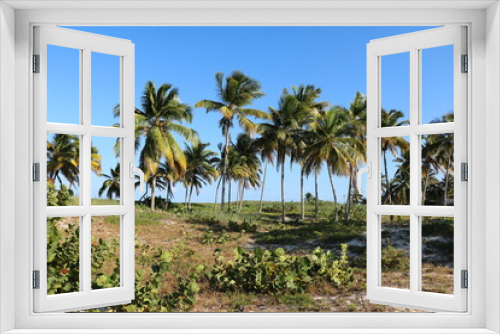 Fototapeta Naklejka Na Ścianę Okno 3D - Coconut trees at Playa Santa Lucia, Cuba Caribbean