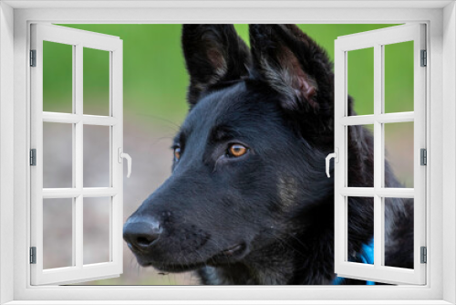Fototapeta Naklejka Na Ścianę Okno 3D - A black German Shepherd Dog at the park