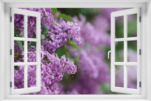 Fototapeta Naklejka Na Ścianę Okno 3D - Close Up of beautiful blooming purple lilac flowers