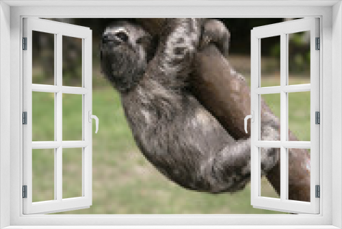 Fototapeta Naklejka Na Ścianę Okno 3D - Brown-throated three-toed sloth, Bradypus variegatus