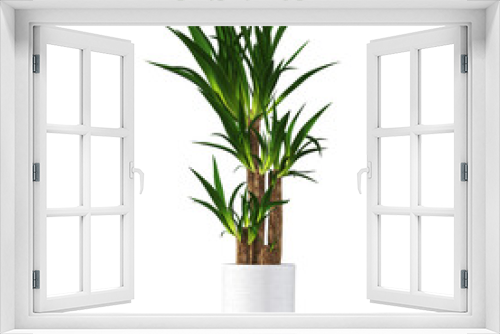 Fototapeta Naklejka Na Ścianę Okno 3D - decorative flowers and plants for the interior, isolated on transparent background, 3D illustration, cg render