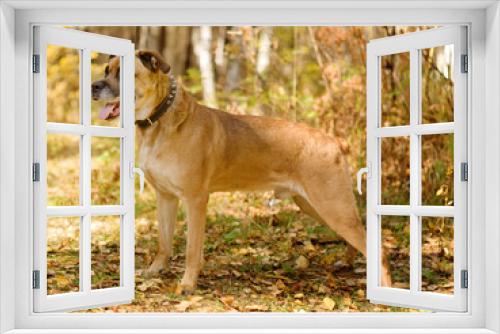 Fototapeta Naklejka Na Ścianę Okno 3D - mixed breed dog standing in Forest with Autumn colors