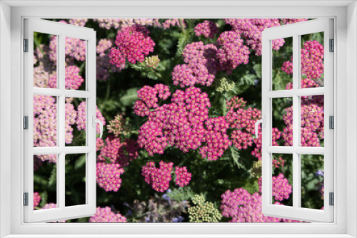 Fototapeta Naklejka Na Ścianę Okno 3D - Pink yarrow flowers close up