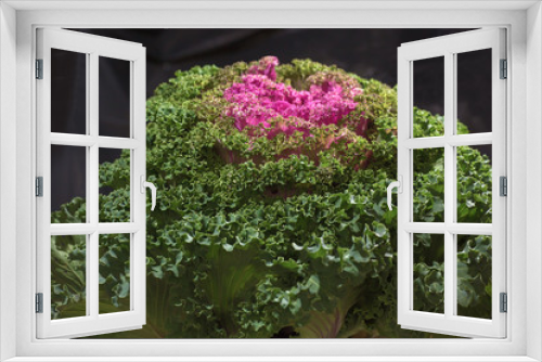 Fototapeta Naklejka Na Ścianę Okno 3D - Brassica oleracea