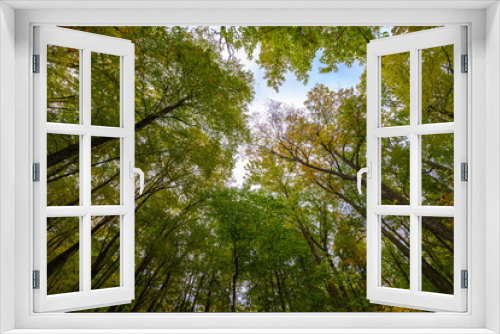 Fototapeta Naklejka Na Ścianę Okno 3D - Canopy from below in the Fall - Virginia