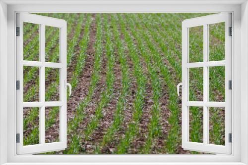 Fototapeta Naklejka Na Ścianę Okno 3D - Open green field with sprouts planted in rows early spring. Spikelets of wheat or erysipelas. Agricultural plantations. Farming field. Herbal or grass pattern background