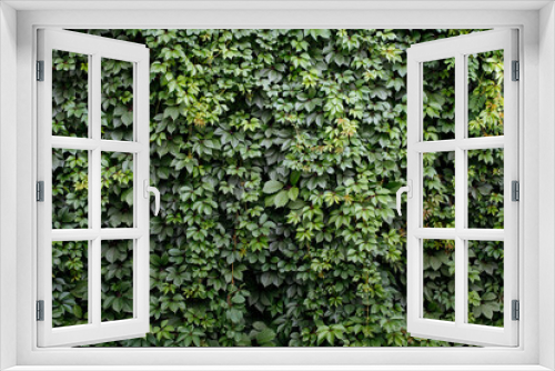 Fototapeta Naklejka Na Ścianę Okno 3D - Green pattern from common ivy. Natural background. Great for presentations