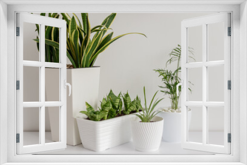 Fototapeta Naklejka Na Ścianę Okno 3D - home plant in white pot in interior.