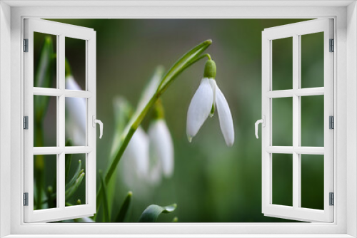 Fototapeta Naklejka Na Ścianę Okno 3D - White flower of a snowdrop (Galantus) growing in the meadow in early spring, close up shot, dark green background, copy space, selected focus