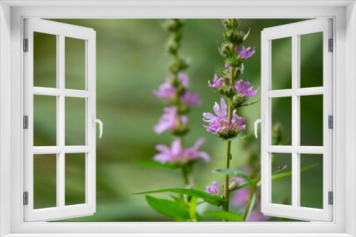 Fototapeta Naklejka Na Ścianę Okno 3D - Lila blühende Pflanze im Frühling vor unscharfen grünen Hintergrund