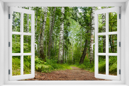 Fototapeta Naklejka Na Ścianę Okno 3D - Fragment of dense birch grove and forest in summer or spring