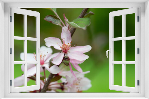 Fototapeta Naklejka Na Ścianę Okno 3D - Blooming apple tree on a blurred natural background. Selective focus.