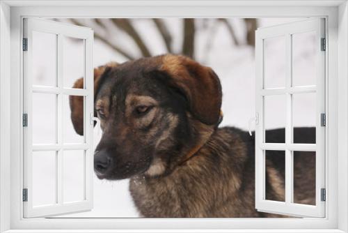 Fototapeta Naklejka Na Ścianę Okno 3D -  shepherd dog puppy close up portrait on white snow background