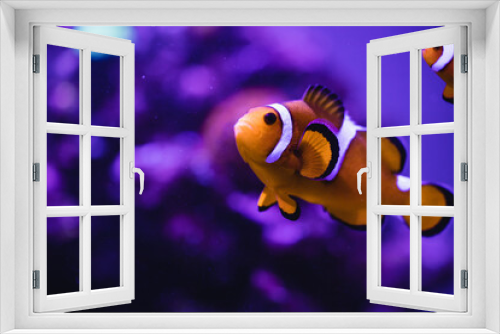 Fototapeta Naklejka Na Ścianę Okno 3D - fish on coral