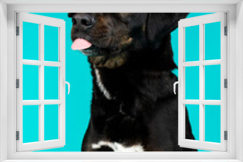 Fototapeta Naklejka Na Ścianę Okno 3D - A dog posing for their adoption photo