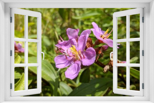 Fototapeta Naklejka Na Ścianę Okno 3D - Karamunting flowers in tropical nature
