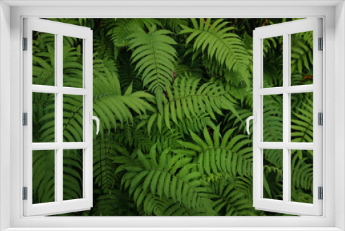 Fototapeta Naklejka Na Ścianę Okno 3D - Fern, tropical background