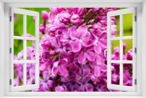 Fototapeta Naklejka Na Ścianę Okno 3D - Spring, summer in nature, natural landscape. Flowering trees and shrubs. Lilac flowers and pumouri. Spring flowers in the trees, colorful flowers,