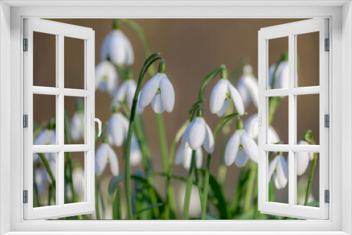 Fototapeta Naklejka Na Ścianę Okno 3D - Selective focus group of white small flower, Galanthus nivalis growing on the ground, Snowdrop is the best known and most widespread of the 20 species in its genus, Galanthus, Nature floral background