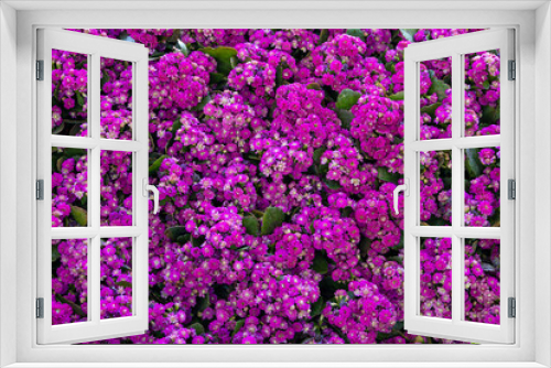 Fototapeta Naklejka Na Ścianę Okno 3D - Florist Kalanchoe Kalanchoe blossfeldiana (Flaming Katy plant ) coral Purple and pink flowers background pattern. Colorful small Kalanchoe flowers