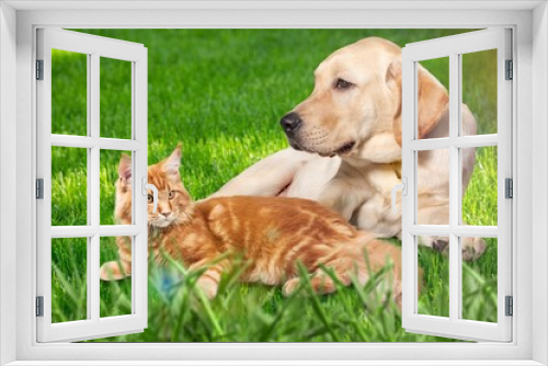 Fototapeta Naklejka Na Ścianę Okno 3D - Cute young smart dog and cat pet posing