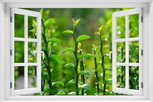 Fototapeta Naklejka Na Ścianę Okno 3D - Close-up of beautiful green leaves, blurred background