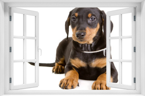 Fototapeta Naklejka Na Ścianę Okno 3D - Purebred German Pinscher puppy