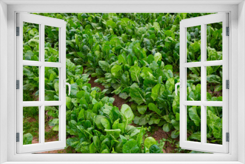 Fototapeta Naklejka Na Ścianę Okno 3D - Closeup of green leaf beets plantation in organic vegetable farm. Harvest time..