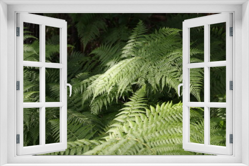 Fototapeta Naklejka Na Ścianę Okno 3D - Close up fern leaves. Nature background