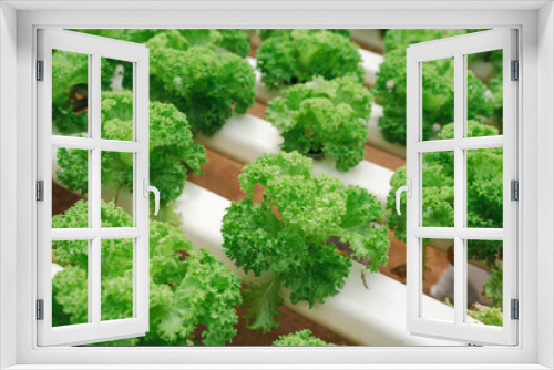 Fototapeta Naklejka Na Ścianę Okno 3D - vegetable lettuce in a greenhouse farm